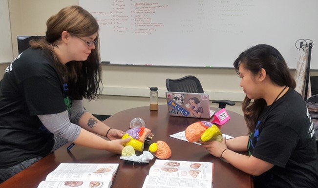 Studnets learning just how the brain works, with models in hand.