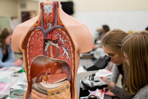health sciences
