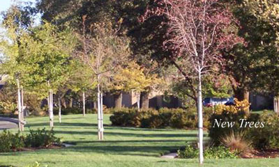Photo: New Trees